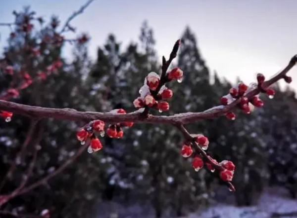 如果家中有院子，定要種上“花中四君子”，流轉四季美如畫，安排