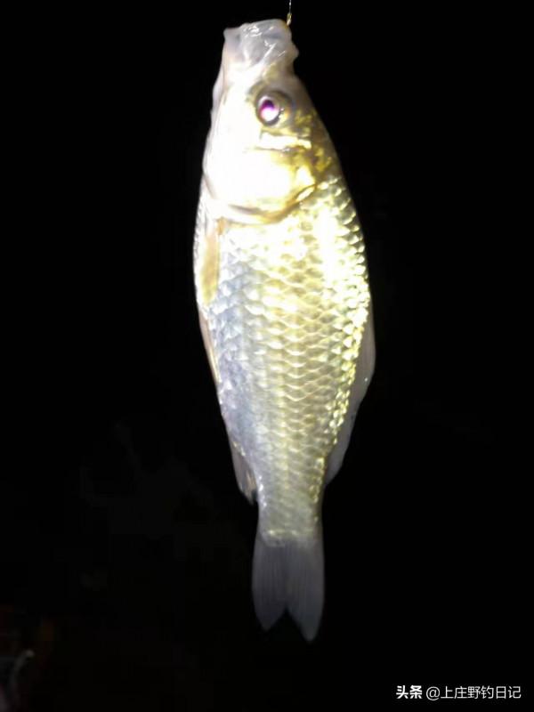 釣魚日記——2021年10月26日