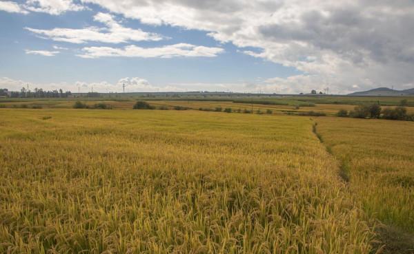 統計局：2021年全國糧食總產量13657億斤 再創新高