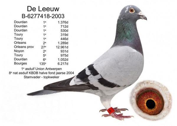 比利時鴿界的&OpenCurlyDoubleQuote;沉默巨匠&rdquo;