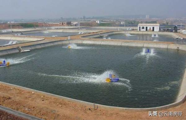 現代的工業化養魚 現代的工業化養魚