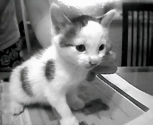 16年前，復旦大學研究生虐殺30只小貓：心煩時挖貓眼只為尋求快感