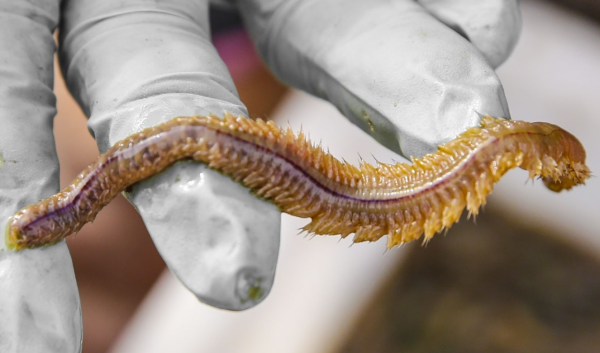 沙蠶這樣用，專門釣淡水魚，連桿爆護一點不難