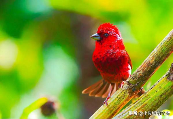 極品紅色鳥&mdash;&mdash;酒紅朱雀