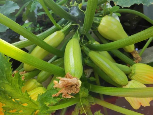 難忘的2021年樓頂菜園(上) 難忘的2021年樓頂菜園(上)