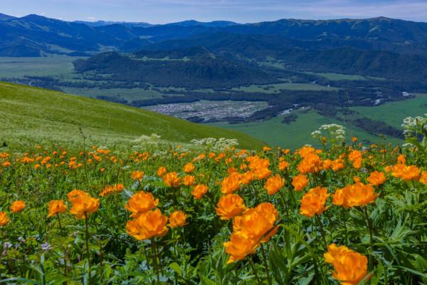 多少人的夢想!湖南姑娘用5年,在新疆禾木打造了個絕美花園 多少人的夢想!湖南姑娘用5年,在新疆禾木打造了個絕美花園