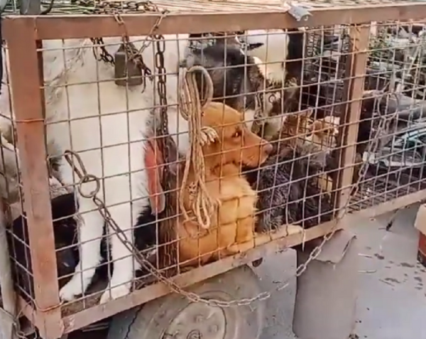 江蘇:狗肉車上滿是寵物狗,還有小奶狗,小夥:這麼小也送狗肉車 江蘇:狗肉車上滿是寵物狗,還有小奶狗,小夥:這麼小也送狗肉車