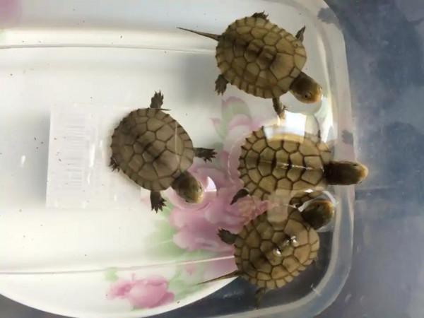 龜類常用藥的正確用法你都知道嗎？別用錯了，得對症下藥