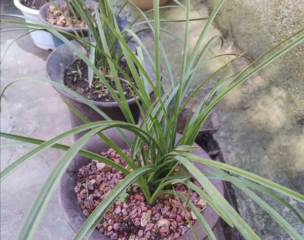 9月養蘭花,給它做好3個關鍵養護,才能抽箭長花苞 9月養蘭花,給它做好3個關鍵養護,才能抽箭長花苞