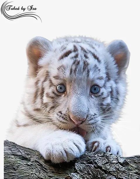 虎年收“萌”虎，萌寵大作戰