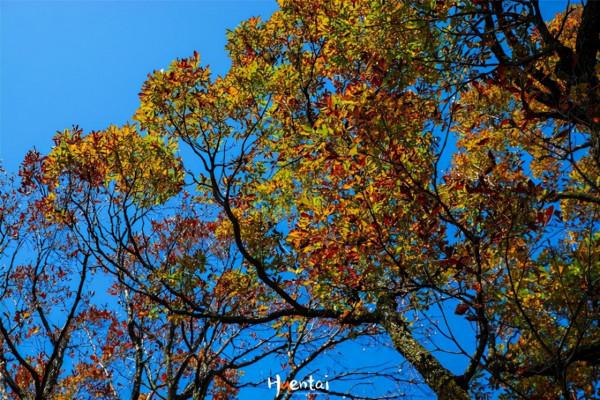 再過半個月,安徽一地將迎來震撼秋色,沿途免費適合自駕 再過半個月,安徽一地將迎來震撼秋色,沿途免費適合自駕