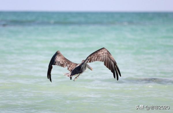 我拍的10種動物,你能認出一半就很厲害了 我拍的10種動物,你能認出一半就很厲害了