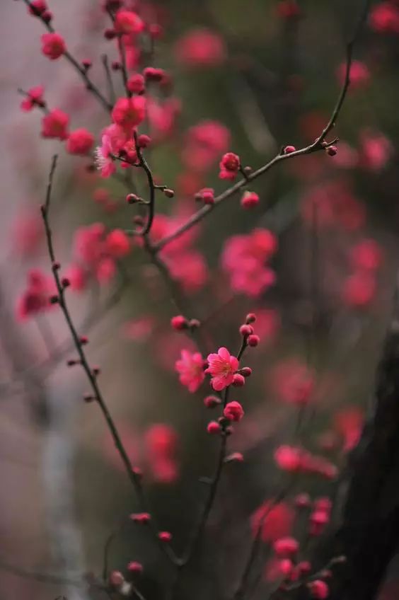 明日立冬，送你一組梅花圖，一首詩詞，願閤家團圓過暖冬