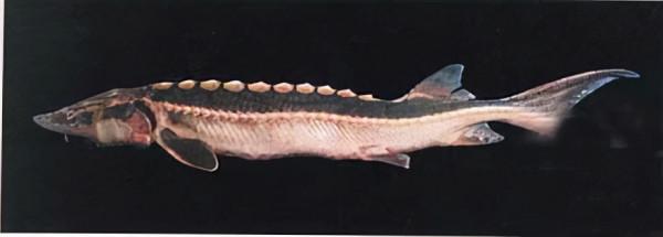 不要因為釣魚而被警察帶去“喝茶”!中國十大名貴保護魚種大盤點 不要因為釣魚而被警察帶去“喝茶”!中國十大名貴保護魚種大盤點