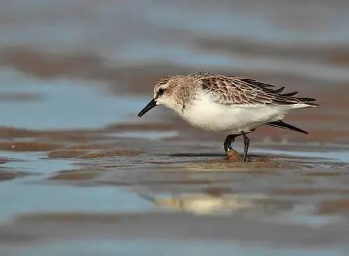 自帶飯勺的小鳥全網刷屏,更獵奇的這些你知道多少? 自帶飯勺的小鳥全網刷屏,更獵奇的這些你知道多少?