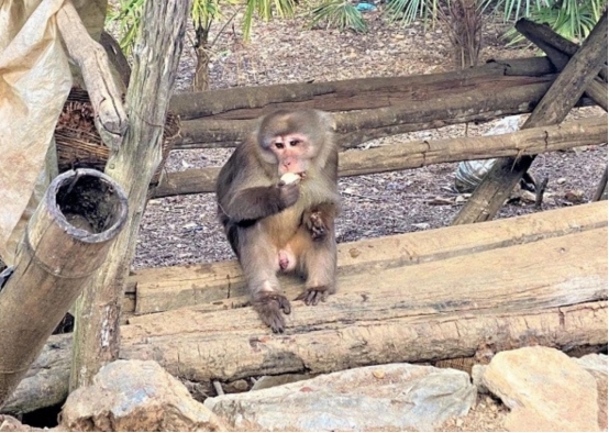 到底是熊還是猴？罕見動物現身雲南，在我國僅數千只