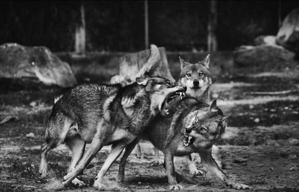 狼群故事:白毛狼王擊敗黑狼,帶花狗重返狼群,產下一隻鬼面獒犬 狼群故事:白毛狼王擊敗黑狼,帶花狗重返狼群,產下一隻鬼面獒犬