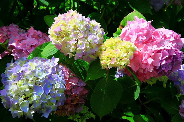 元旦前，“七種花”趕緊搬到陽臺上凍一凍，生長茂盛，花苞呼呼冒