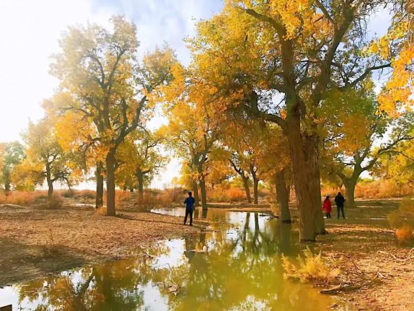 胡楊林，數不盡的人間美景