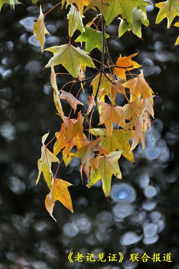 辛丑牛落葉寒歲催闌珊 送別深秋拍紅葉