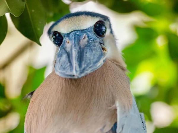 鯨頭鸛不同父異母的親兄弟