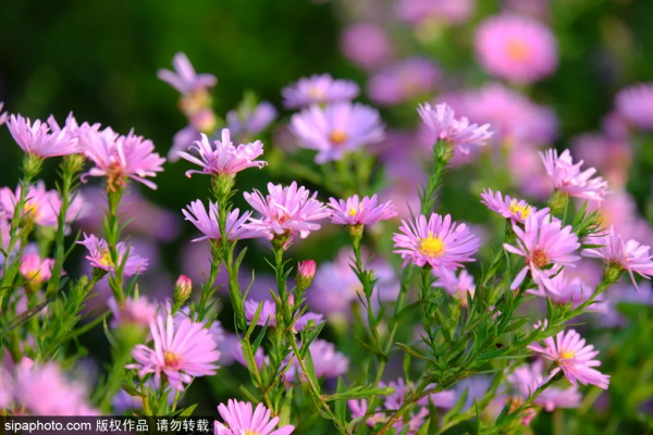 救急！還沒安排小長假？這份指南告訴你京城那些人間值得的自然風光！