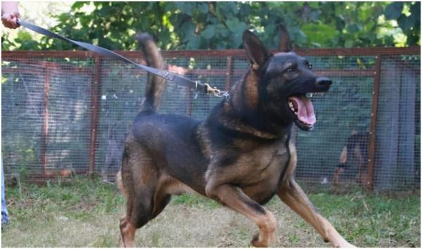 昆明犬和德牧區別在哪,你會選養哪隻? 昆明犬和德牧區別在哪,你會選養哪隻?