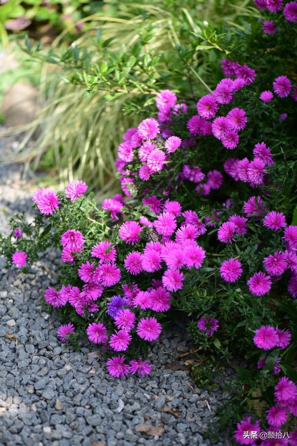 扶不起的荷蘭菊,還是趴著好了|園丁 扶不起的荷蘭菊,還是趴著好了|園丁