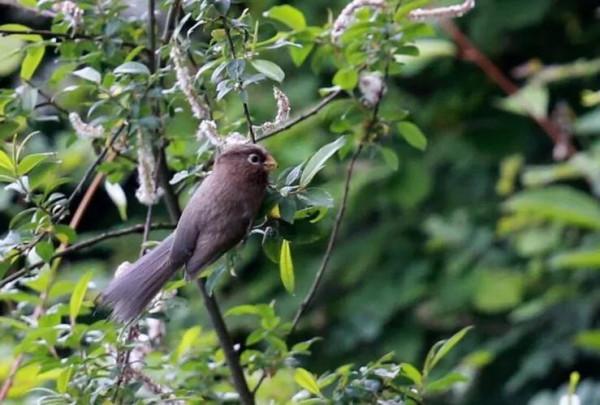 國家二級保護動物—三趾鴉雀
