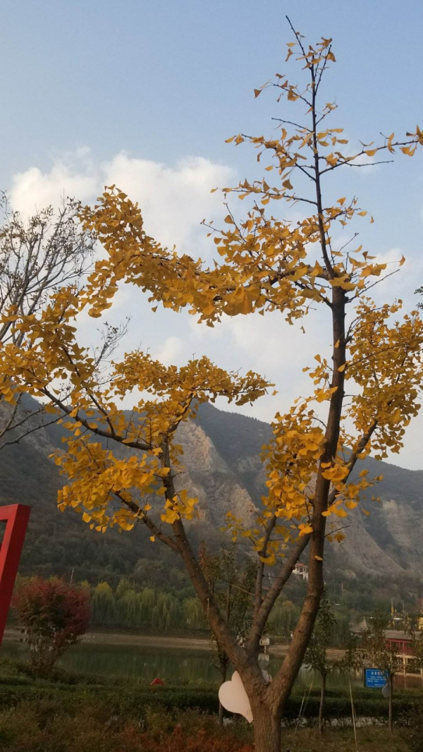 百年寺院道觀種的“七賢”,原來是這7種花,家裡養一盆好運連連 百年寺院道觀種的“七賢”,原來是這7種花,家裡養一盆好運連連