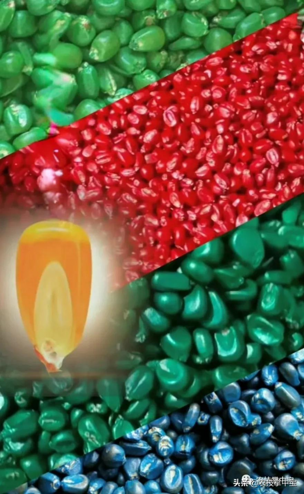 選購玉米種子，選大粒好還是小粒好？