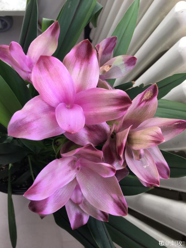 資深花友,還有什麼是你沒種過的?少見家養植物大曝光 資深花友,還有什麼是你沒種過的?少見家養植物大曝光