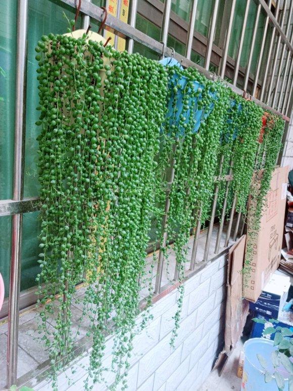 發現一戶人家，大冬天陽臺的“多肉”，長成了“瀑布”，太壯觀了