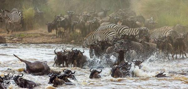 非洲最美的國家公園-馬賽馬拉