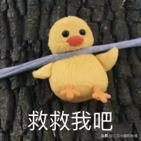 貧血，所有動物的剋星