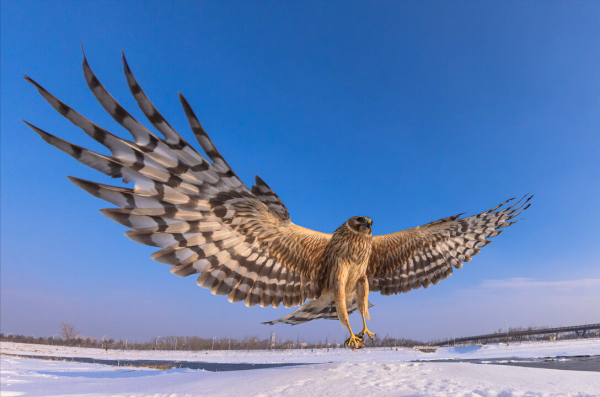 東江攬勝:收集常見鳥類圖譜之猛禽篇,攝鳥人自留地,建議收藏 東江攬勝:收集常見鳥類圖譜之猛禽篇,攝鳥人自留地,建議收藏