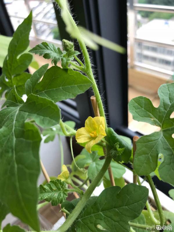 陽臺西瓜咋不甜?5個細節需要注意,西瓜甘甜汁也多 陽臺西瓜咋不甜?5個細節需要注意,西瓜甘甜汁也多