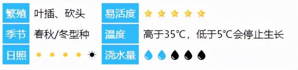 「多肉日記」黑王子~永不凋謝的愛