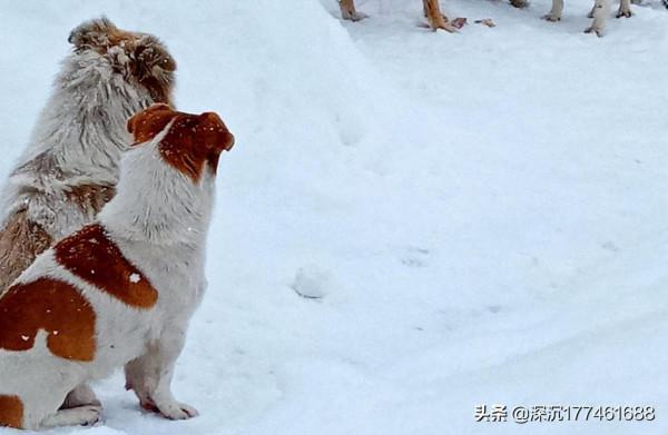 雪地裡的&OpenCurlyDoubleQuote;戰鬥&rdquo;