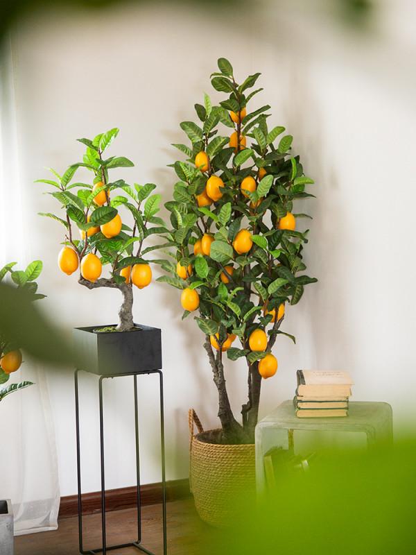 8種花“作用大”,香氣滿屋能泡茶,你養著花漂亮,花養著你健康 8種花“作用大”,香氣滿屋能泡茶,你養著花漂亮,花養著你健康