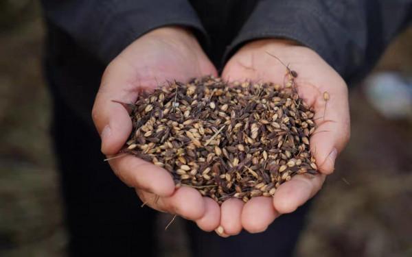 懷柔寶山寺村 稻田畫“化”成數萬斤米粒