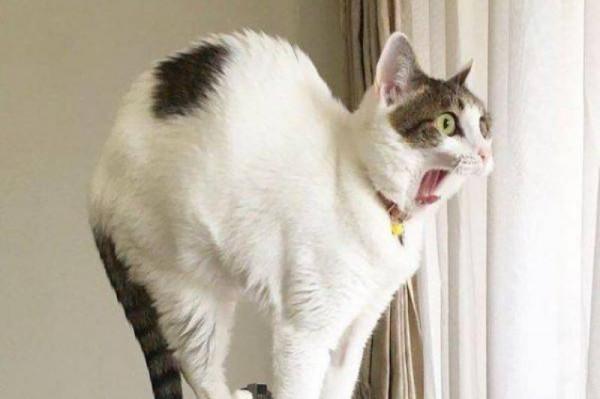 完美定時的寵物照片會讓你的一天變得更美好 完美定時的寵物照片會讓你的一天變得更美好