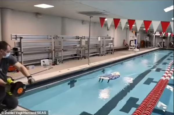 國際團隊利用AI技術研究“鯨語”,人類或很快能跟鯨魚對話 國際團隊利用AI技術研究“鯨語”,人類或很快能跟鯨魚對話