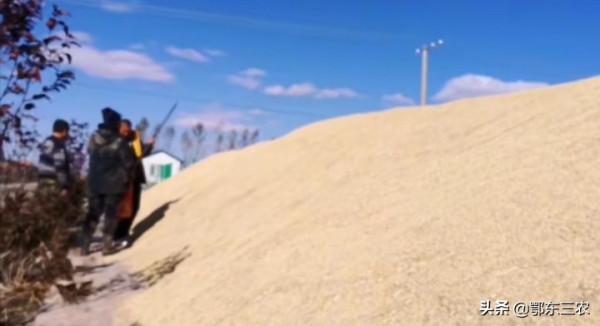 黑龍江北大荒一農民種水稻600畝,收的稻穀像山一樣,1.3元一斤 黑龍江北大荒一農民種水稻600畝,收的稻穀像山一樣,1.3元一斤