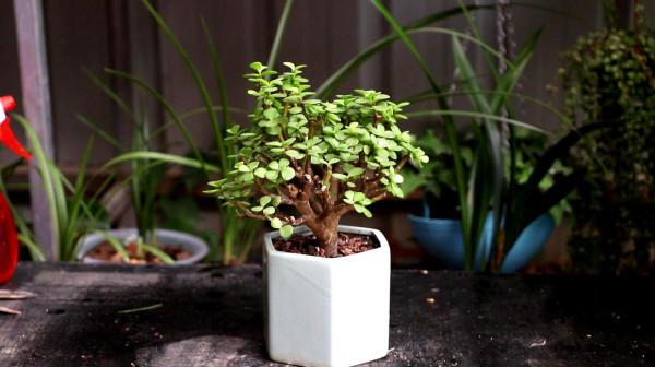 喜歡“小盆”的12種花，幹養多曬，擠著養，枝葉翠綠花大如碗