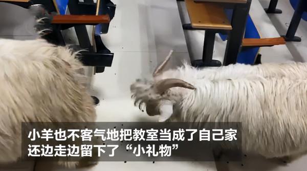 2只小羊走進大學教室，並且留下一粒粒“小禮物”：還真不見外呀