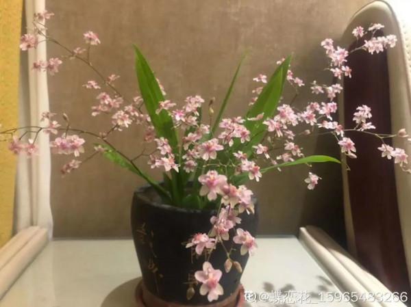 屋裡養盆“香水花”,活脫脫的“活香水”,滿屋香味還特別耐寒 屋裡養盆“香水花”,活脫脫的“活香水”,滿屋香味還特別耐寒
