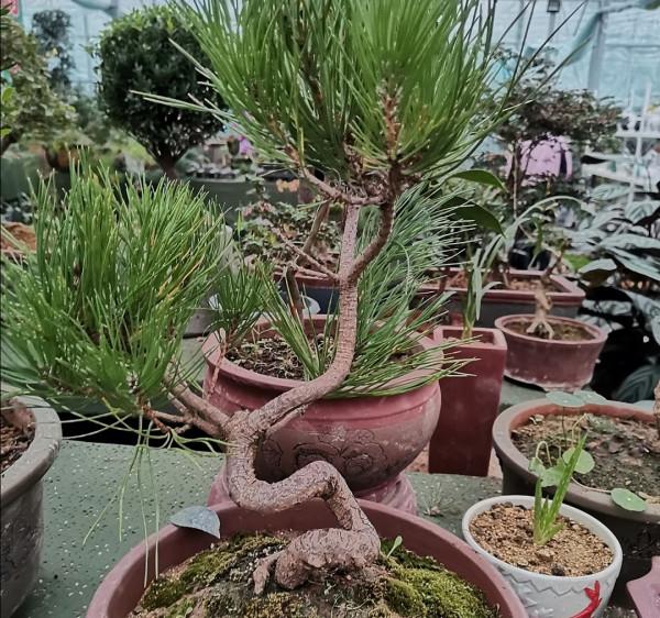 盆景不用買,5種常見的樹,做成盆景漂亮又美觀 盆景不用買,5種常見的樹,做成盆景漂亮又美觀