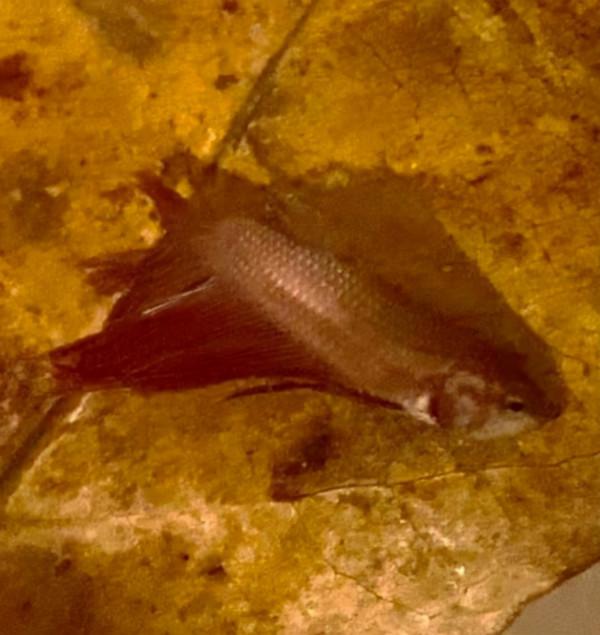 外國妹子救回一條顏色慘白的瀕死鬥魚，兩週後，奇蹟發生