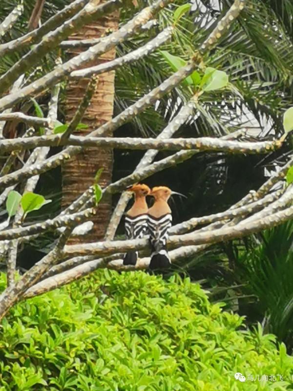 牆是人的邊界，與鳥何干